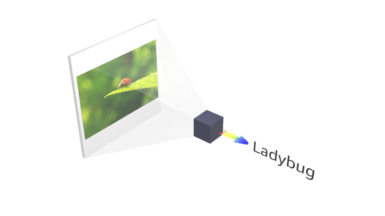 classifier identifies a Ladybug
